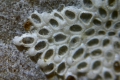 Bryozoa (moss animals)