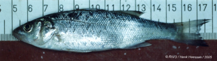 Dicentrarchus labrax (Linnaeus, 1758) Dicentrarchus labrax (Linnaeus, 1758)
