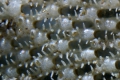 Bryozoa (moss animals)