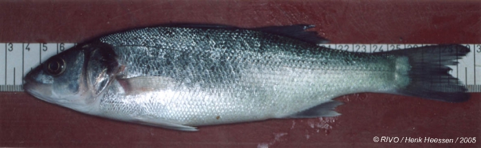 Dicentrarchus labrax (Linnaeus, 1758) Dicentrarchus labrax (Linnaeus, 1758)