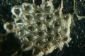 Bryozoa (moss animals)