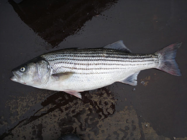 Morone saxatilis (Walbaum, 1792) Morone saxatilis (Walbaum, 1792)