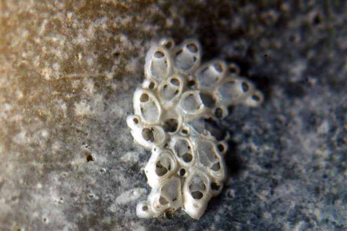 Setosella margaritae Reverter-Gil & Souto, 2021 Setosella margaritae Reverter-Gil & Souto, 2021