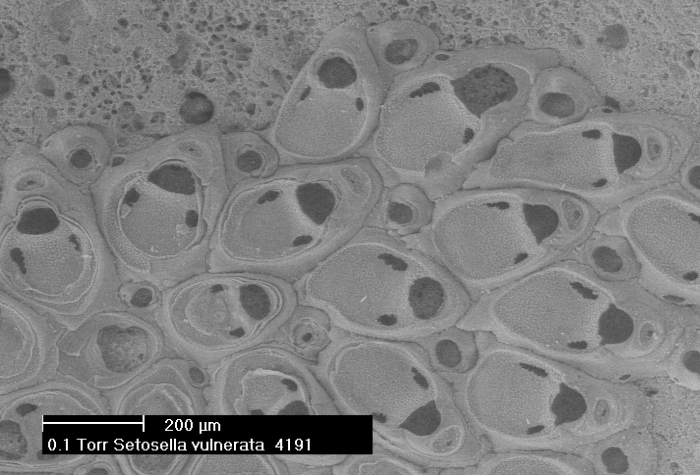 Setosella margaritae Reverter-Gil & Souto, 2021 Setosella margaritae Reverter-Gil & Souto, 2021