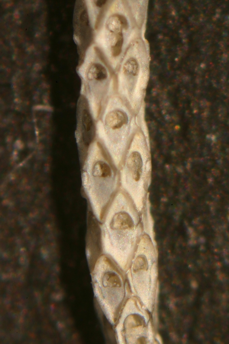 Cellaria salicornioides Lamouroux, 1816