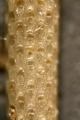 Bryozoa (moss animals)