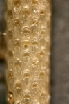 Cellaria sinuosa (Hassall, 1840)