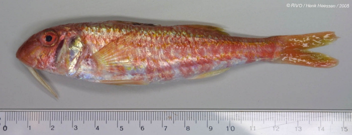 Mullus surmuletus Linnaeus, 1758 Mullus surmuletus Linnaeus, 1758