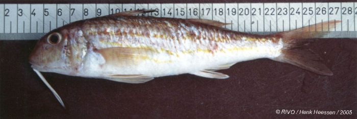 Mullus surmuletus Linnaeus, 1758 Mullus surmuletus Linnaeus, 1758