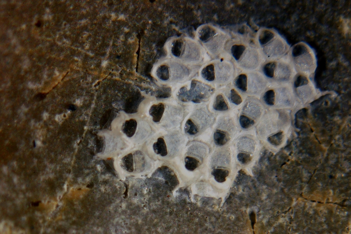 Ammatophora nodulosa (Hincks, 1877)