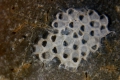 Bryozoa (moss animals)