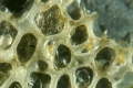 Bryozoa (moss animals)