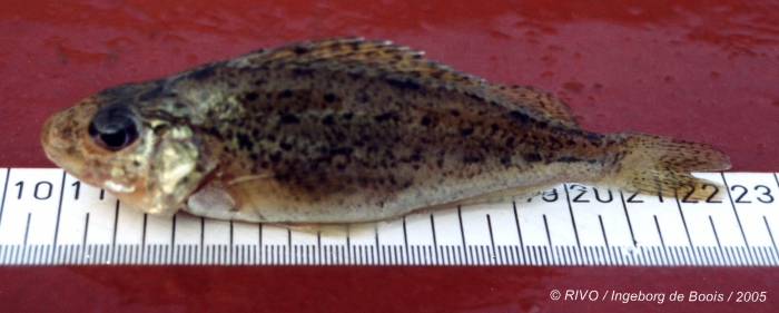 Gymnocephalus cernuus (Linneaus, 1758) Gymnocephalus cernuus (Linneaus, 1758)