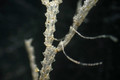 Bryozoa (moss animals)