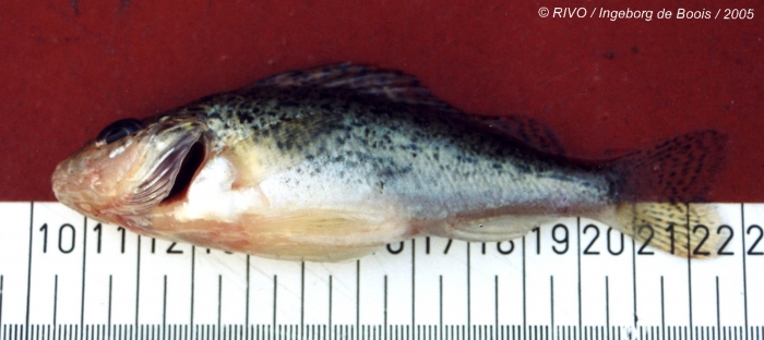 Gymnocephalus cernuus (Linneaus, 1758) Gymnocephalus cernuus (Linneaus, 1758)