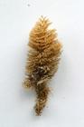 Bugula turbinata Alder, 1857, specimen from Marloes Sands, Wales, 2000