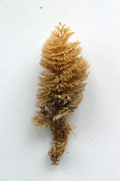 Bugula turbinata Alder, 1857, specimen from Marloes Sands, Wales, 2000