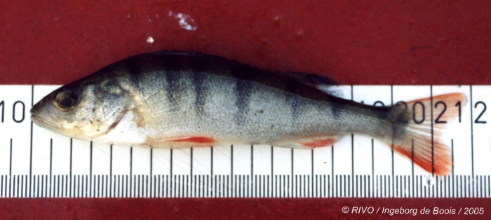 Perca fluviatilis Linnaeus, 1758 Perca fluviatilis Linnaeus, 1758