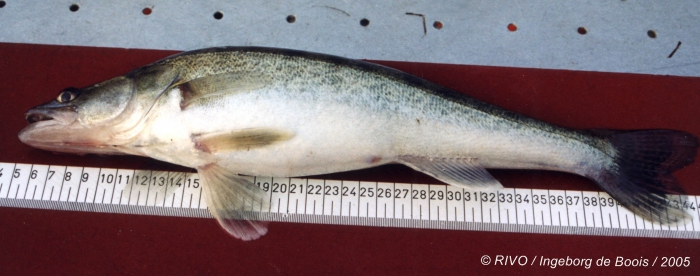 Sander lucioperca (Linnaeus, 1758) Sander lucioperca (Linnaeus, 1758)