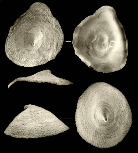 Kaiparapelta askewi McLean & Harasewych, 1995