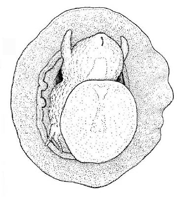 Kaiparapelta askewi McLean & Harasewych, 1995