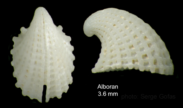 Emarginula rosea Bell, 1824Shell from off Alboran island (80-200 m), actual size 3.6 mm Emarginula rosea Bell, 1824Shell from off Alboran island (80-200 m), actual size 3.6 mm