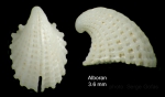 Emarginula rosea Bell, 1824Shell from off Alboran island (80-200 m), actual size 3.6 mm