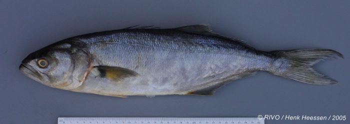 Pomatomus saltator (Linnaeus, 1766) Pomatomus saltator (Linnaeus, 1766)