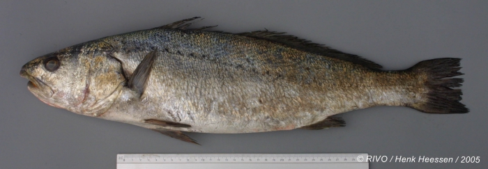 Argyrosomus regius (Asso, 1801) Argyrosomus regius (Asso, 1801)