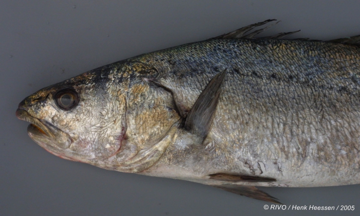 Argyrosomus regius (Asso, 1801) Argyrosomus regius (Asso, 1801)