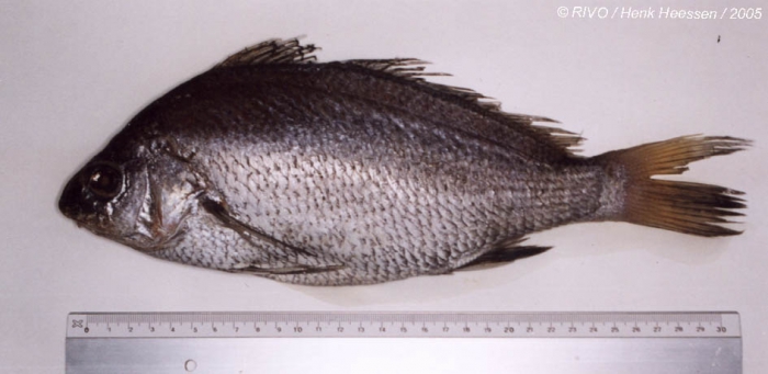 Umbrina canariensis Valenciennes, 1843 Umbrina canariensis Valenciennes, 1843