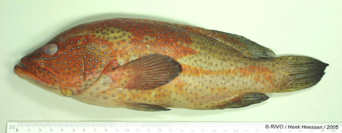 Cephalopholis taeniops (Valenciennes, 1828) Cephalopholis taeniops (Valenciennes, 1828)