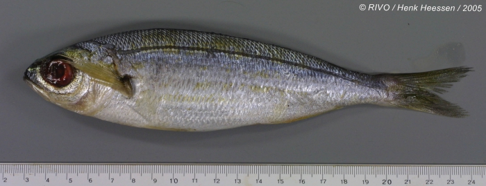Boops boops (Linnaeus, 1758) Boops boops (Linnaeus, 1758)