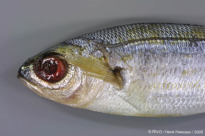 Boops boops (Linnaeus, 1758) Boops boops (Linnaeus, 1758)