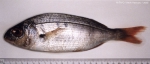 Pagellus acarne (Risso, 1827)