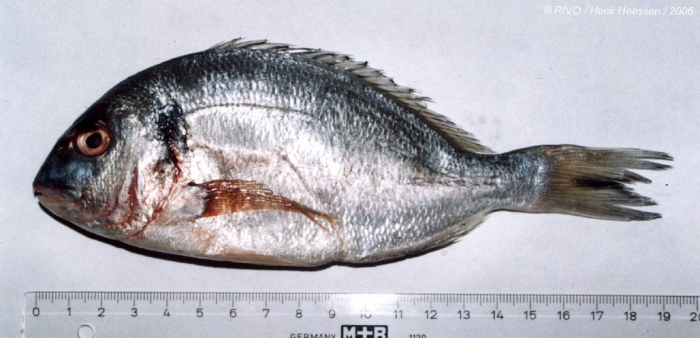 Sparus aurata Linnaeus, 1758 Sparus aurata Linnaeus, 1758