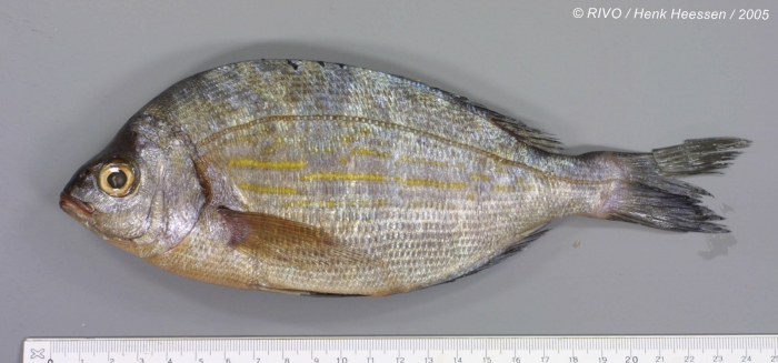 Spondyliosoma cantharus (Linnaeus, 1758) Spondyliosoma cantharus (Linnaeus, 1758)