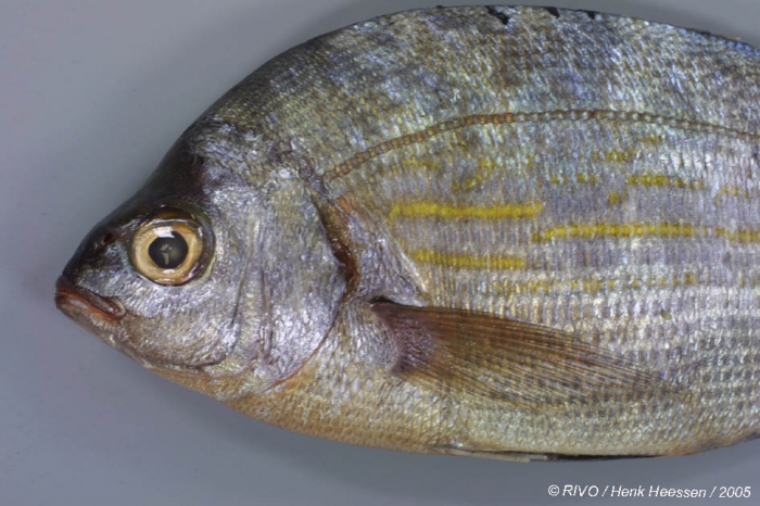 Spondyliosoma cantharus (Linnaeus, 1758) Spondyliosoma cantharus (Linnaeus, 1758)