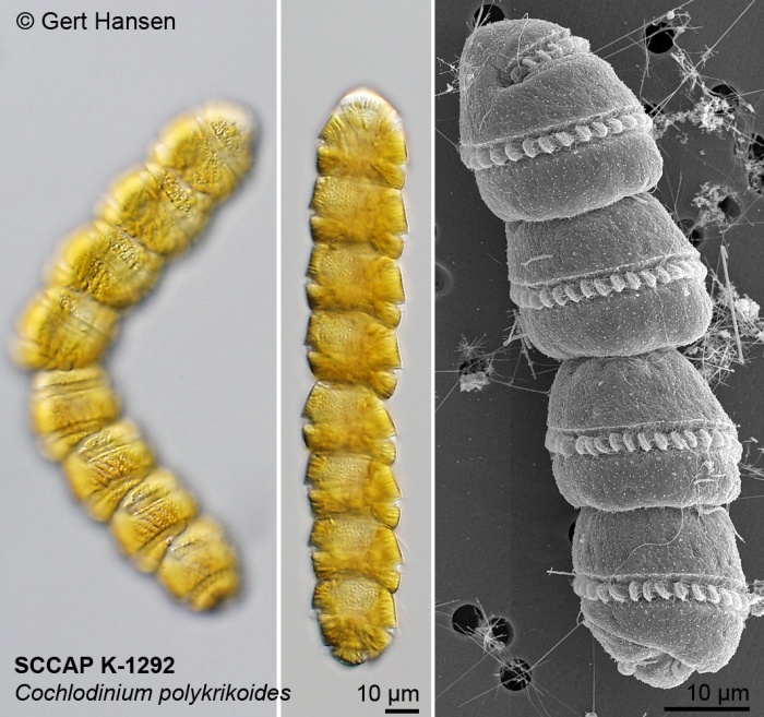 Cochlodinium polykrikoides Cochlodinium polykrikoides