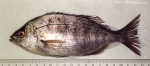Spondyliosoma cantharus (Linnaeus, 1758)