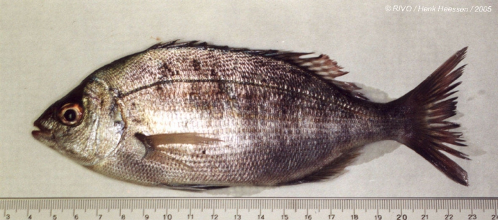 Spondyliosoma cantharus (Linnaeus, 1758) Spondyliosoma cantharus (Linnaeus, 1758)