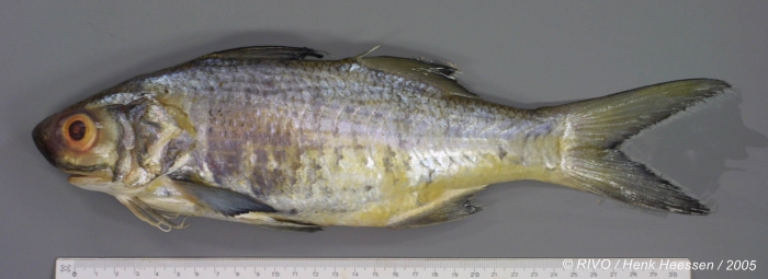 Galeoides decadactylus (Bloch, 1795) Galeoides decadactylus (Bloch, 1795)