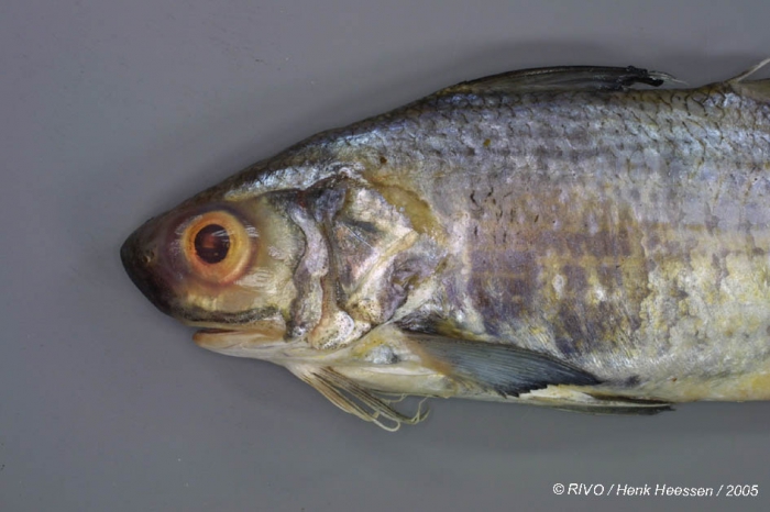 Galeoides decadactylus (Bloch, 1795) Galeoides decadactylus (Bloch, 1795)