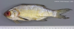 Galeoides decadactylus (Bloch, 1795)