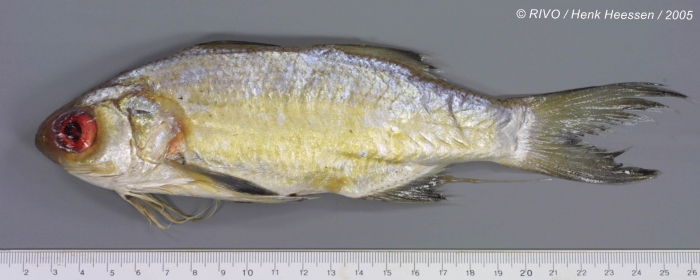 Galeoides decadactylus (Bloch, 1795) Galeoides decadactylus (Bloch, 1795)