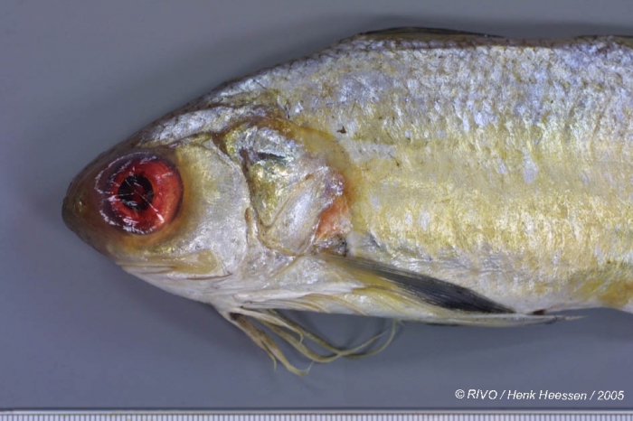 Galeoides decadactylus (Bloch, 1795) Galeoides decadactylus (Bloch, 1795)