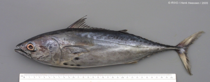 Euthynnus alletteratus (Rafinesque, 1810) Euthynnus alletteratus (Rafinesque, 1810)