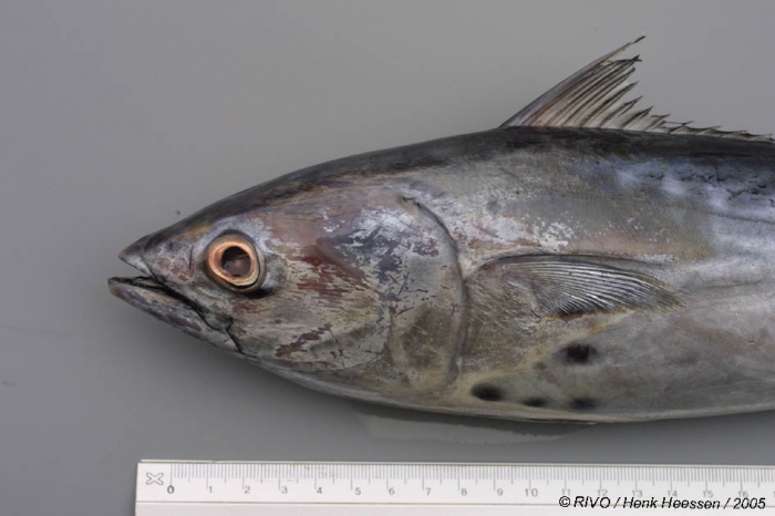 Euthynnus alletteratus (Rafinesque, 1810) Euthynnus alletteratus (Rafinesque, 1810)