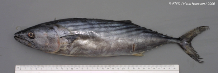 Sarda sarda (Bloch, 1793) Sarda sarda (Bloch, 1793)