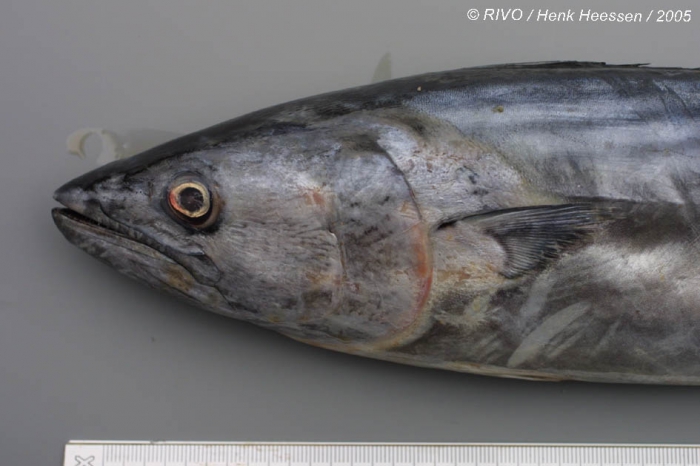 Sarda sarda (Bloch, 1793) Sarda sarda (Bloch, 1793)